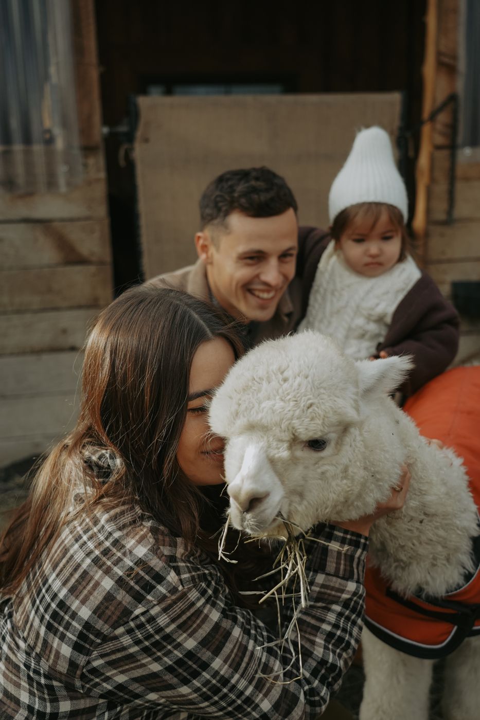 Mom hugging a white alpaca while dad and daughter smile behind