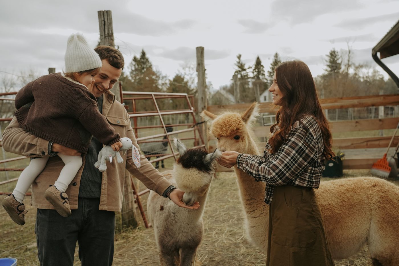 Family feeding alpacas at a farm, toddler in a white knit hat